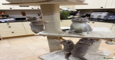 British Shorthair cats Full Pedigree Registered BSH kittens  - Advert 4