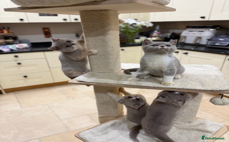 British Shorthair cats Full Pedigree Registered BSH kittens  - Advert 8