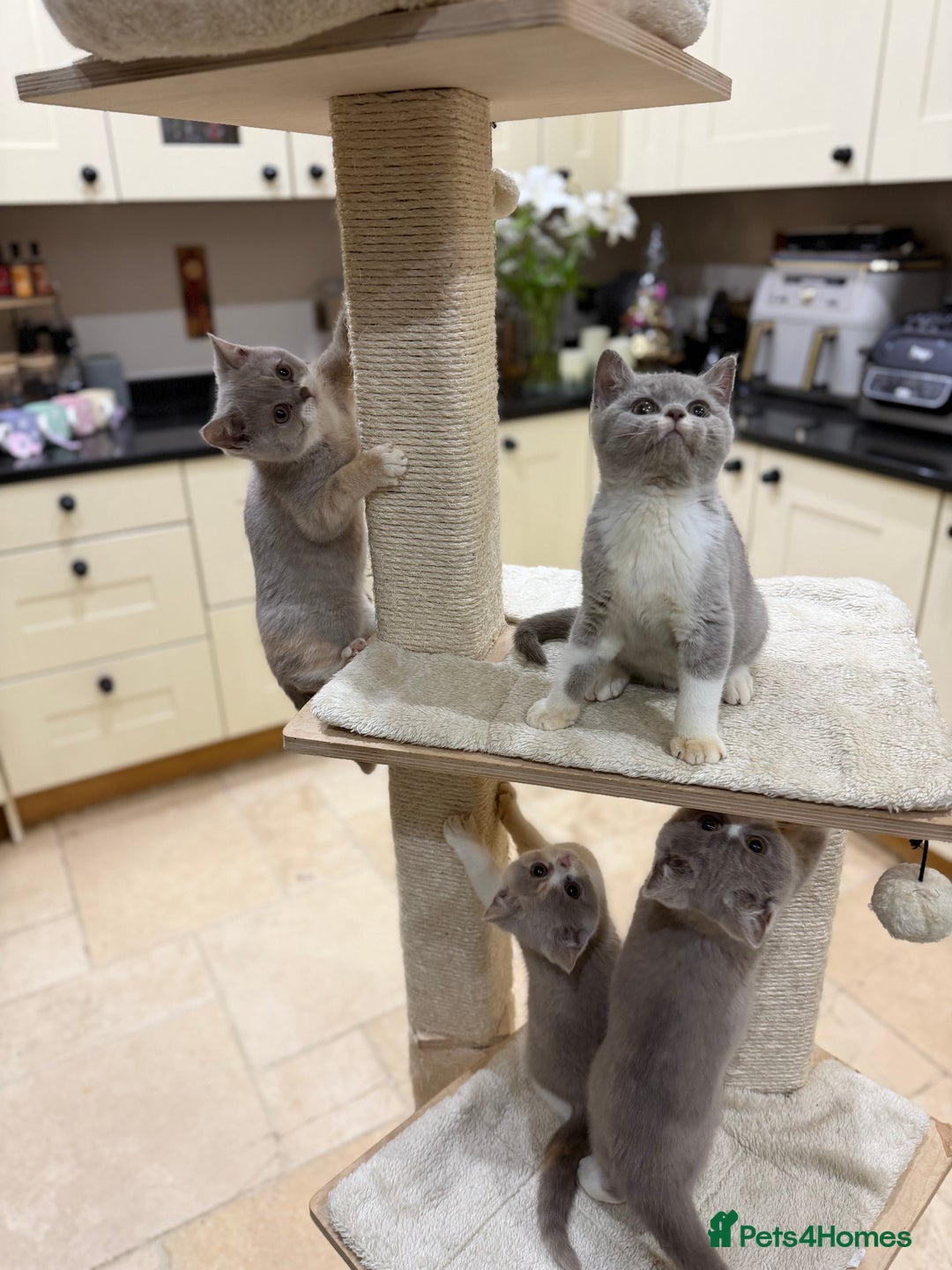 British Shorthair cats for sale: READY NOW - Full Pedigree Registered BSH kittens  - Advert 9