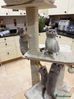 British Shorthair cats Full Pedigree Registered BSH kittens - Advert 13