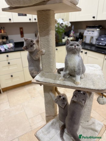 British Shorthair cats Full Pedigree Registered BSH kittens - Advert 9