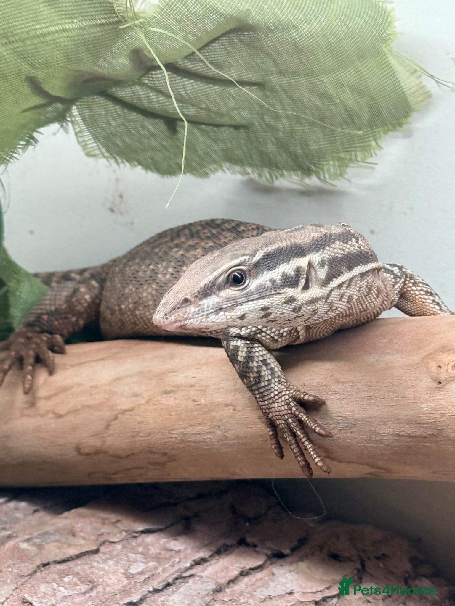 Monitor reptiles Ackie monitor with full enclosure suspected male  - Advert 12
