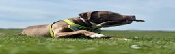 Mixed Breed dogs for sale: Bowen- Staffy x Lab - Advert 10