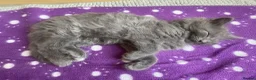 British Longhair cats for sale: Beautiful British Long-Haired Boy Ready Now! - Advert 7