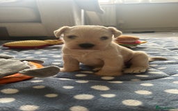 Miniature Schnauzer dogs for sale: RARE GORGEOUS WHITE MINIATURE SCHNAUZER - Image 4