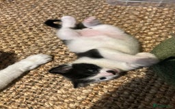 Domestic Shorthair cats for sale: Brother and sister  - Image 1
