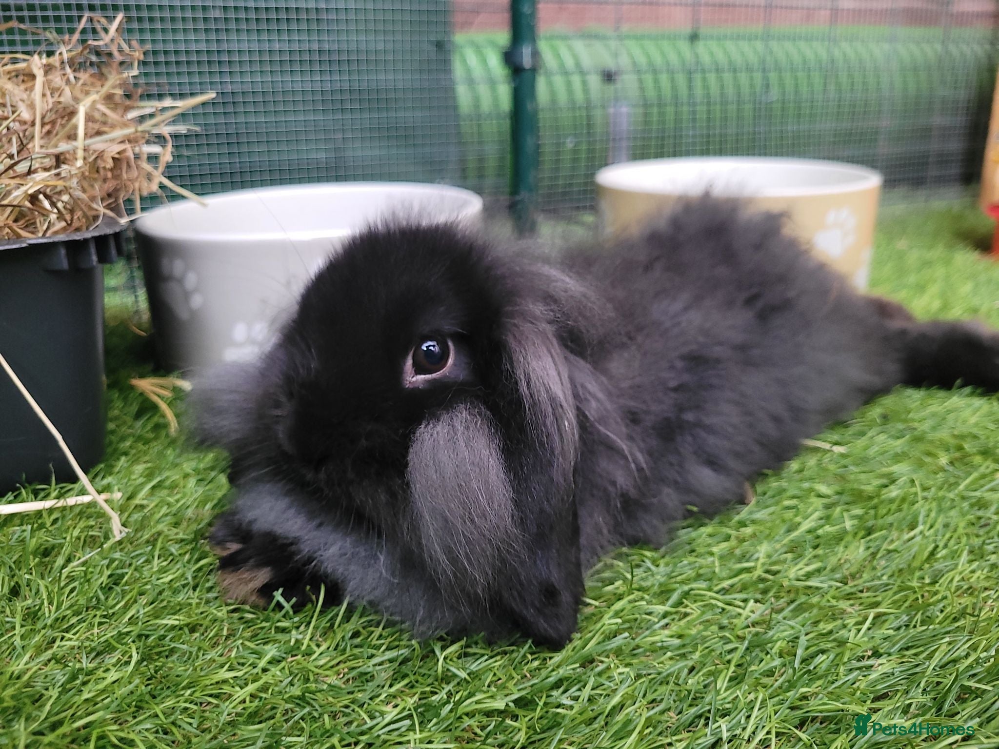 Mini Lion Lop rabbits Stunning Mini Lion Lop - ONE LEFT - Advert 2