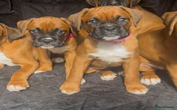Boxer dogs for sale: Longtail girl  - ONLY 2girls remaining! KC heartscore 0, CHAMPlines - Image 10