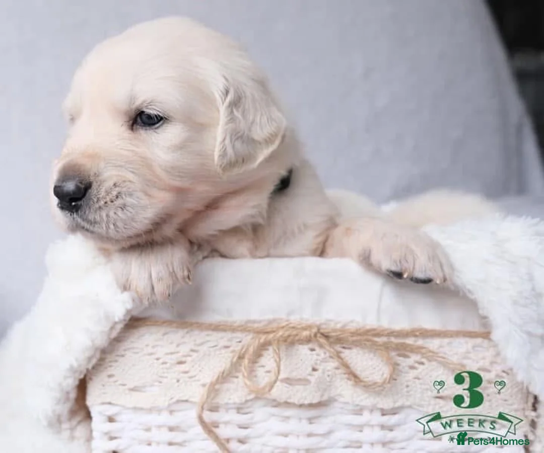 Golden Retriever dogs for sale: Beautiful Golden retriever pups - Advert 9