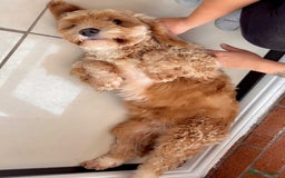 Cockapoo dogs for sale: Cocapoo dachund - Image 1