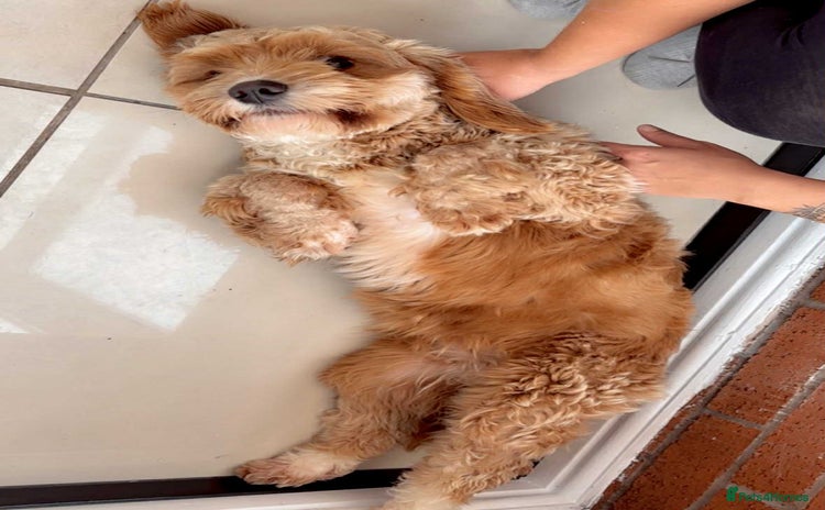 Cockapoo dogs - Advert 5