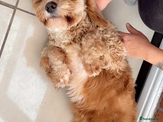 Cockapoo dogs for sale - Advert 1