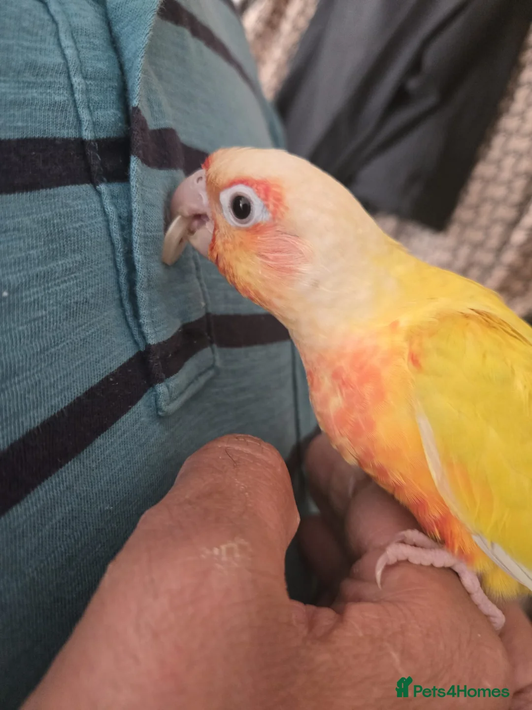 Conures birds for sale: Stunning baby conures for sale - Advert 1