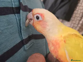 Conures birds for sale: Stunning baby conures for sale - Advert 1