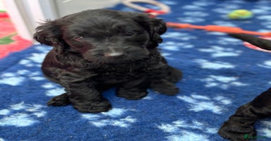 Mixed Breed dogs Gorgeous Ultimate Doodles! Last 2 girls left!  - Advert 1
