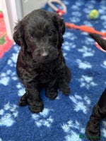 Mixed Breed dogs Gorgeous Ultimate Doodles! Last 2 girls left! - Advert 1