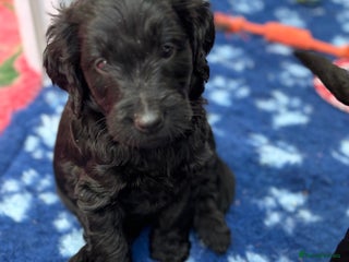 Mixed Breed dogs Gorgeous Ultimate Doodles! Last 2 girls left! - Advert 4