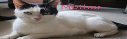 Mixed Breed cats for sale: 💛 kittens 💛 - Advert 14