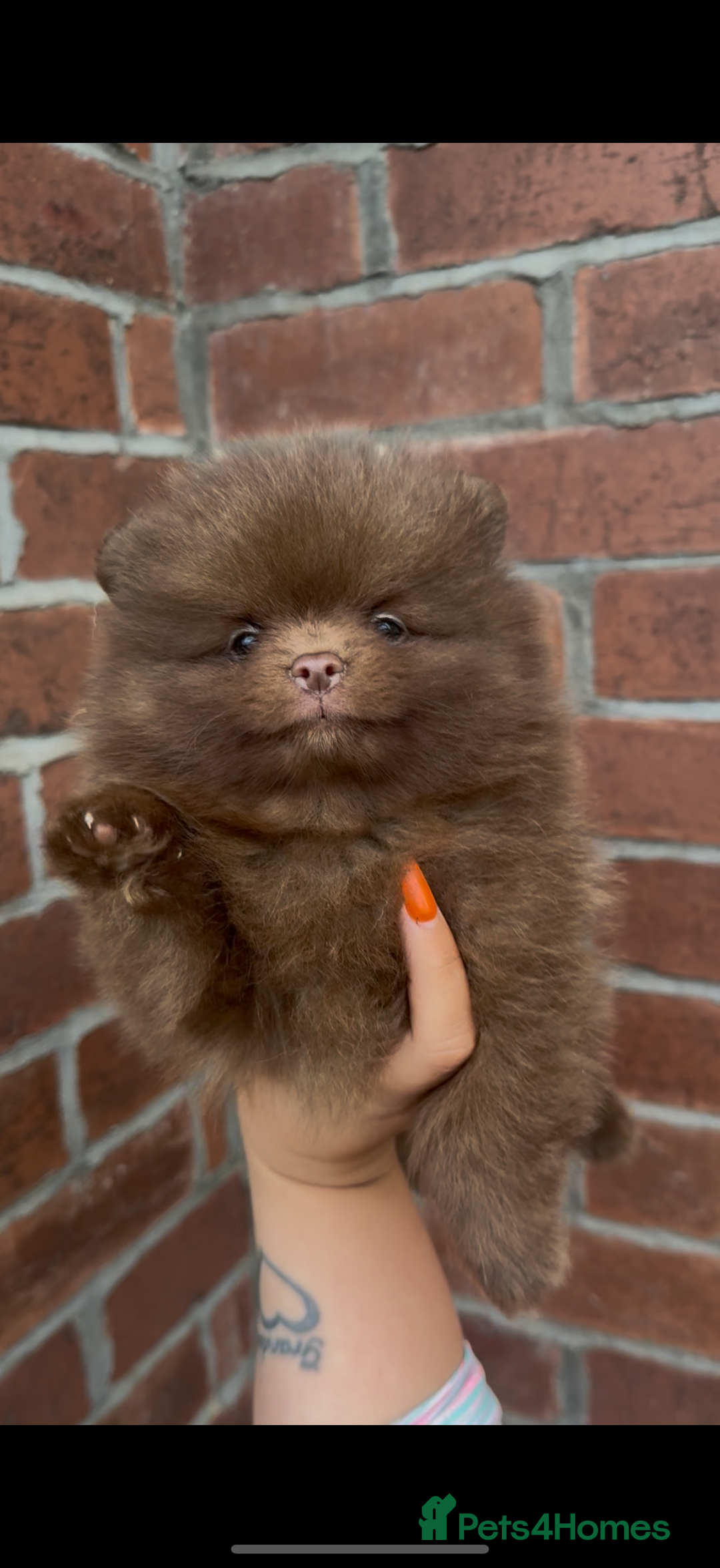 Pomeranian dogs for sale: Pomeranian puppy 🐶  - Image 3