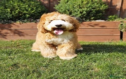 Labradoodle dogs for sale: Multigenerational Miniature Labradoodles - Image 26