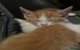 British Shorthair cats for sale: 3 male white&tabby ginger kittens - Image 3