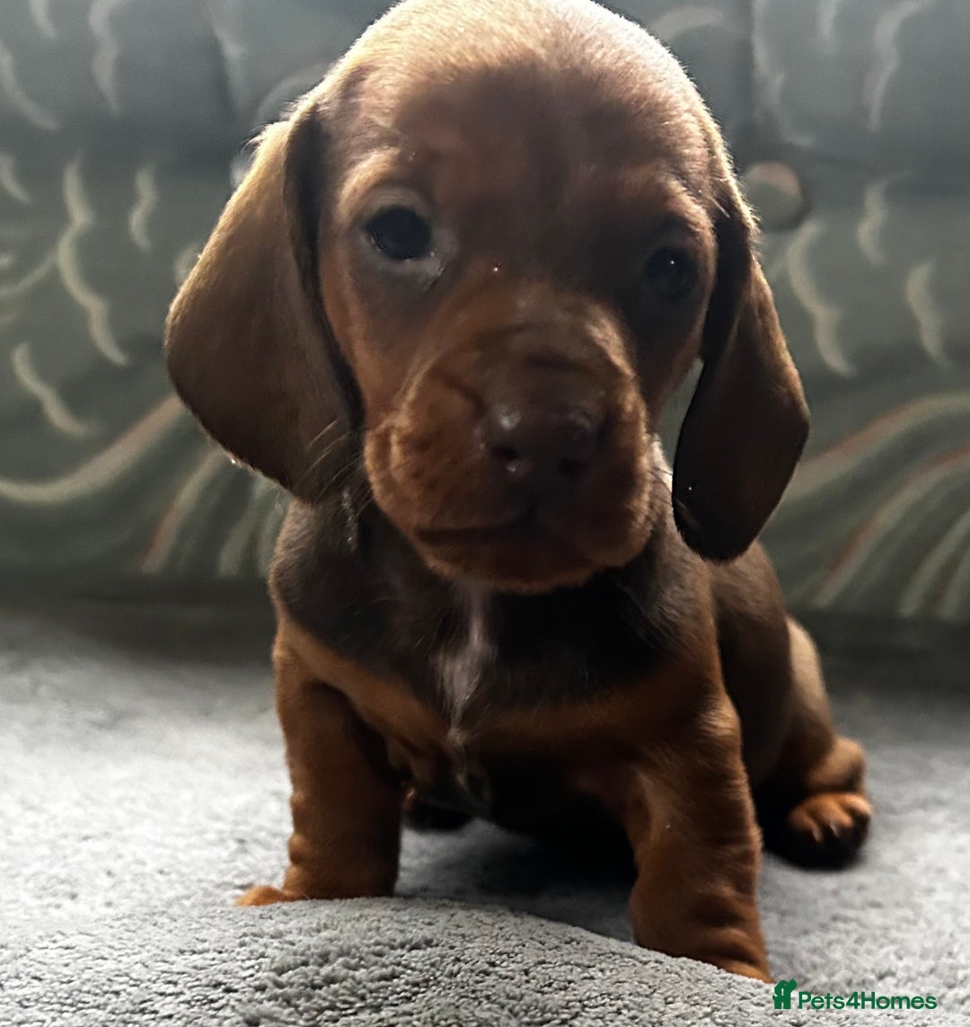 Dachshund dogs for sale: STUNNING KC REG STANDARD MALE PUPPY  - Advert 4
