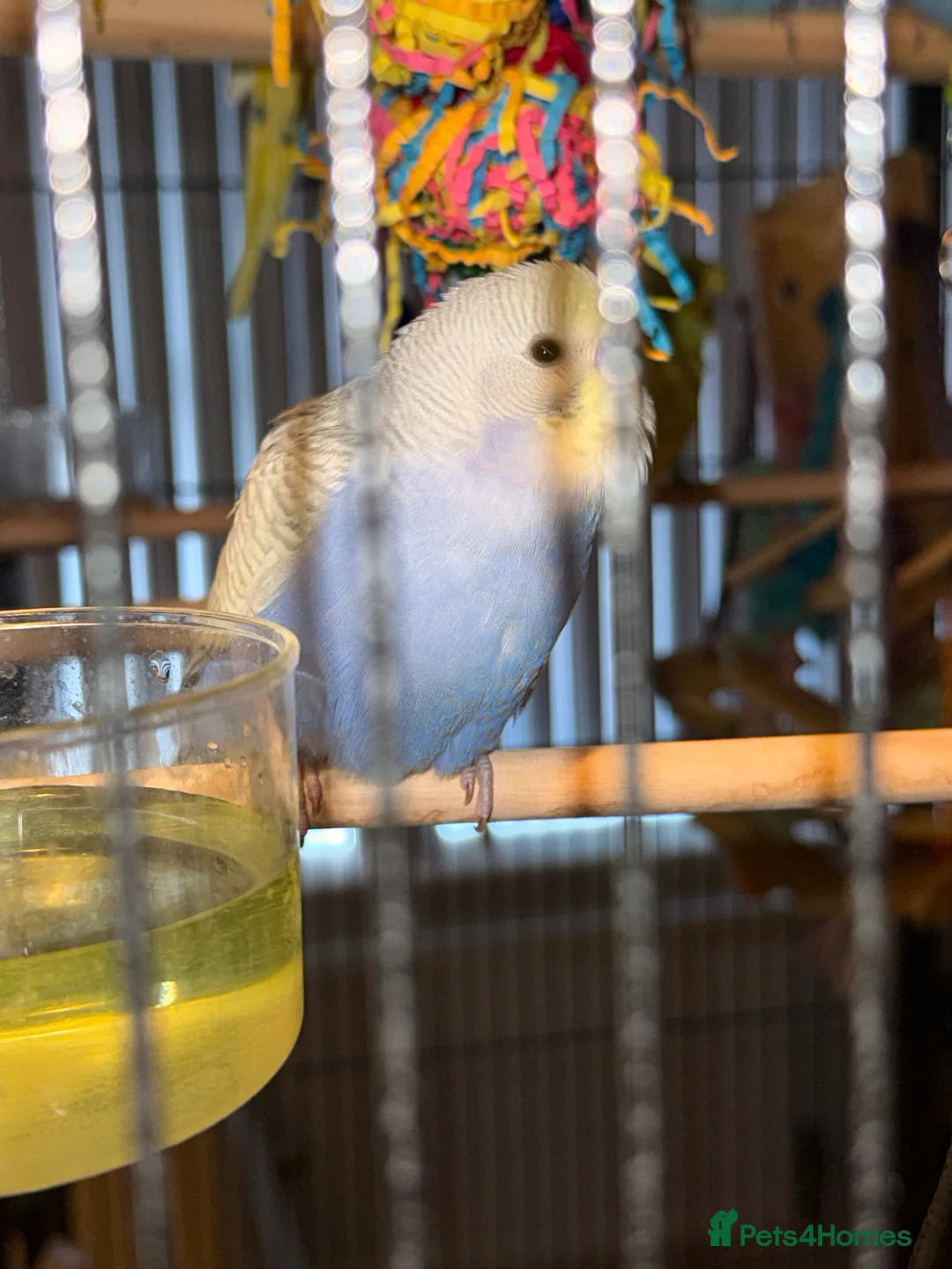 Budgerigars birds for sale: Bonded pair of 8 week old budgies  - Advert 7