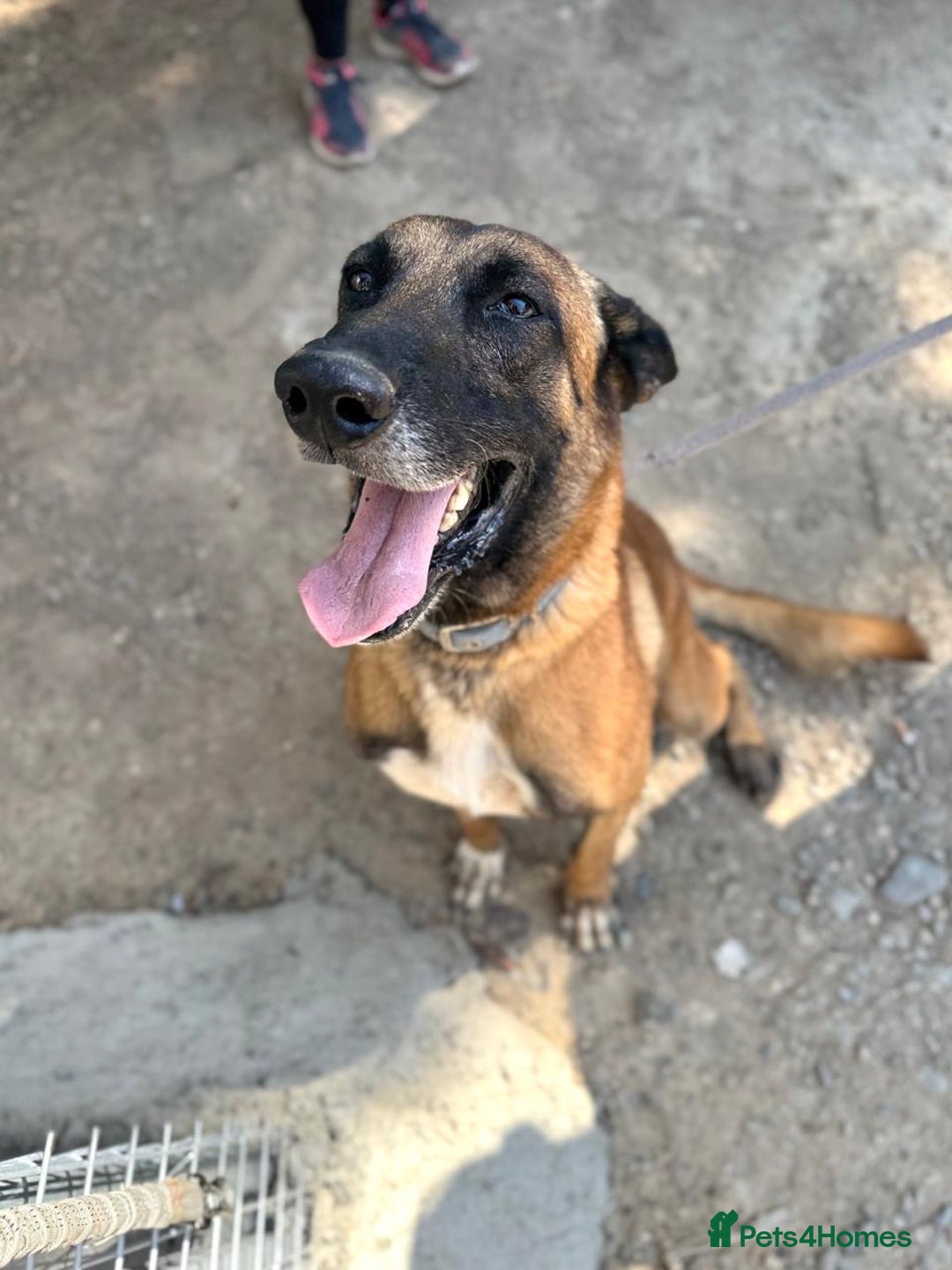 Belgian Shepherd Dog dogs for adoption: Taco is ready for adoption or a foster home - Advert 1