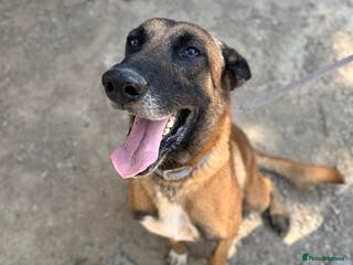 Belgian Shepherd Dog dogs Taco is ready for adoption or a foster home - Advert 2