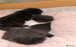 Domestic Shorthair cats for sale: 3 gorgeous kittens 6 weeks old atm - Image 9