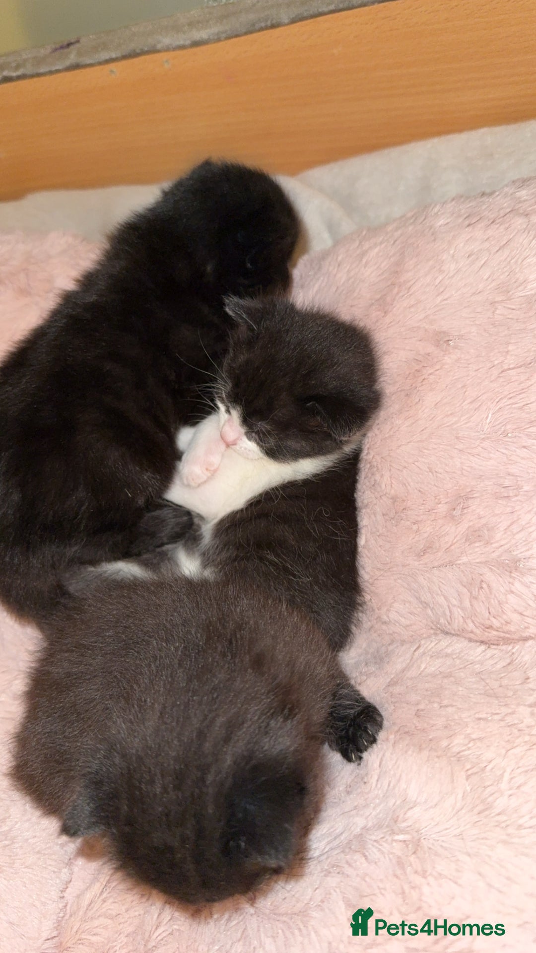Domestic Shorthair cats for sale: 3 gorgeous kittens 6 weeks old atm - Image 9