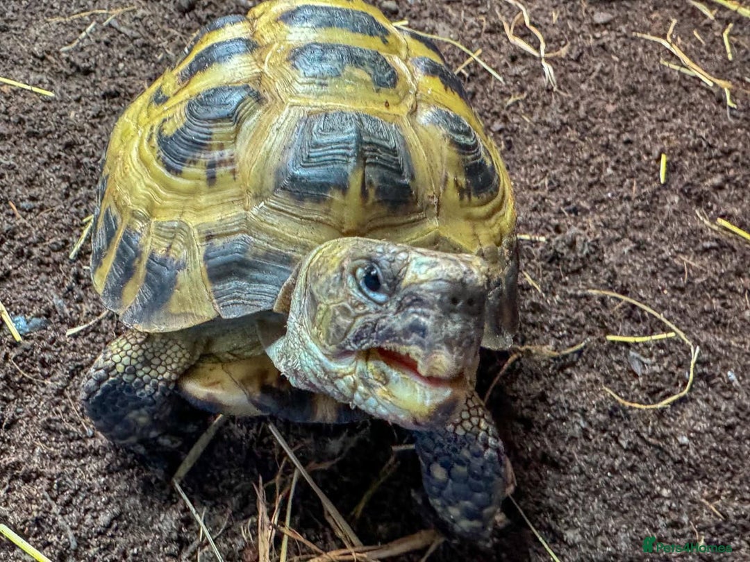 Tortoise reptiles for sale: Horsefield Tortoise - Advert 2