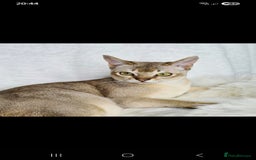 Singapura cats for sale: Singapura boy  - Image 3