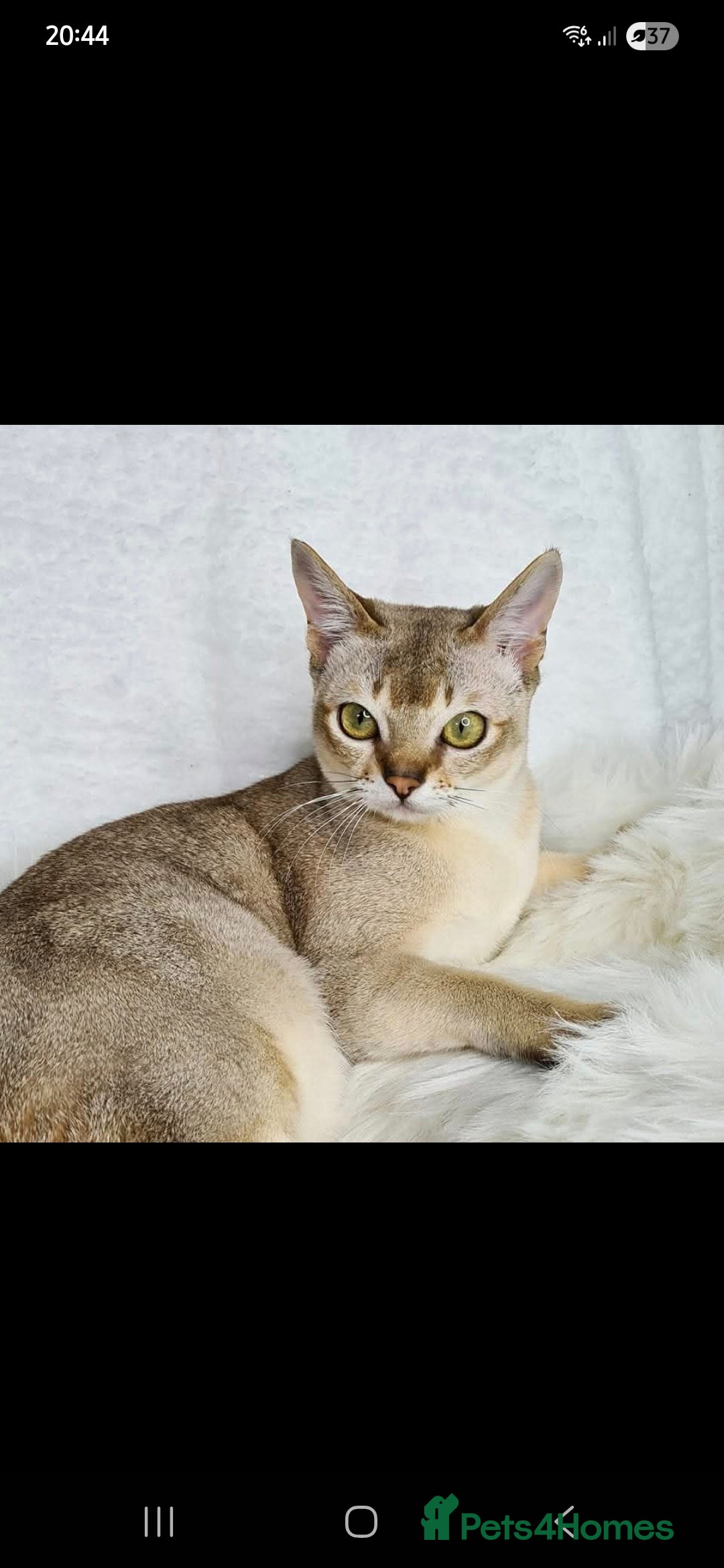 Singapura cats for sale: Singapura boy  - Image 3