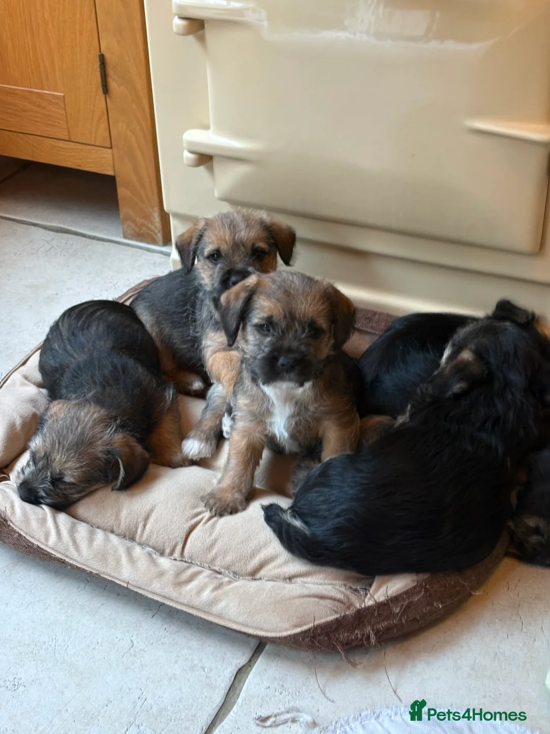 Mixed Breed dogs for sale: Sealyham / Lucas terrier type - Advert 12