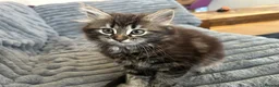 Mixed Breed cats for sale: 3 kittens mixed breed for sale in Southampton - Advert 19