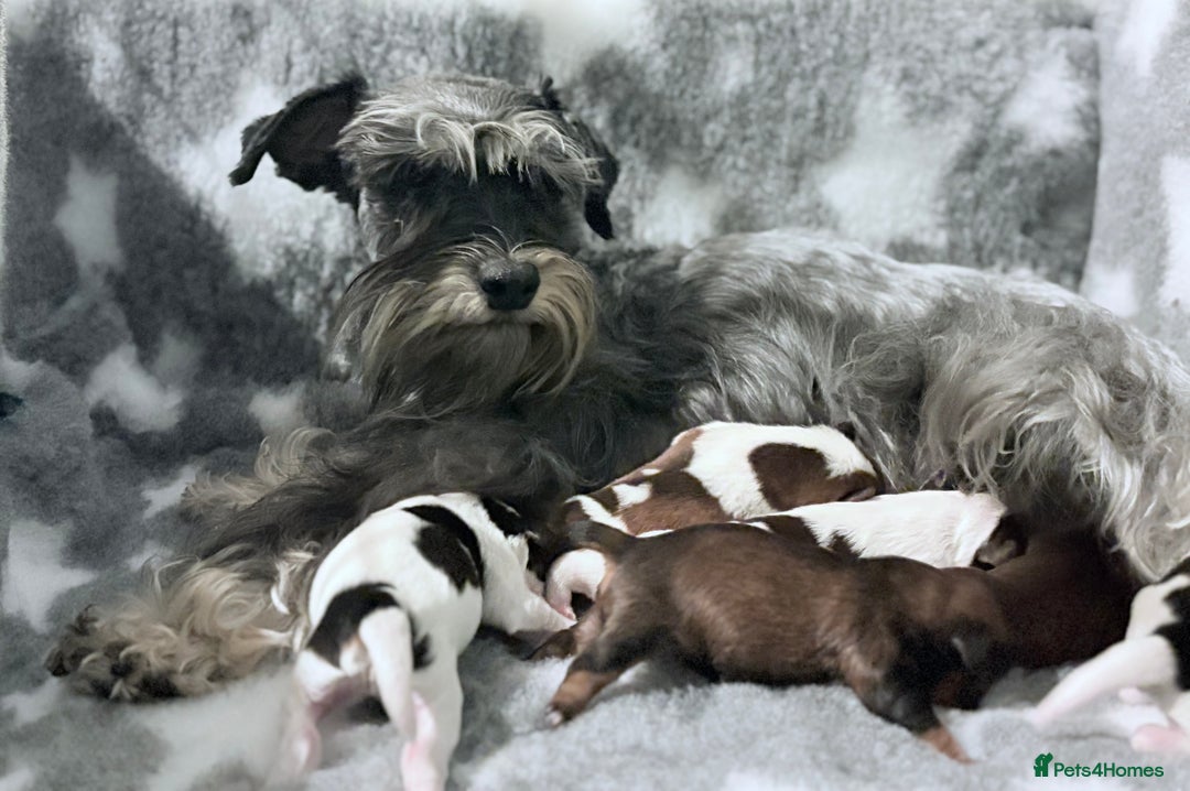 Miniature Schnauzer dogs for sale: Chocolate & Tan, Wheaten Parti Mini Schnauzers - Advert 2