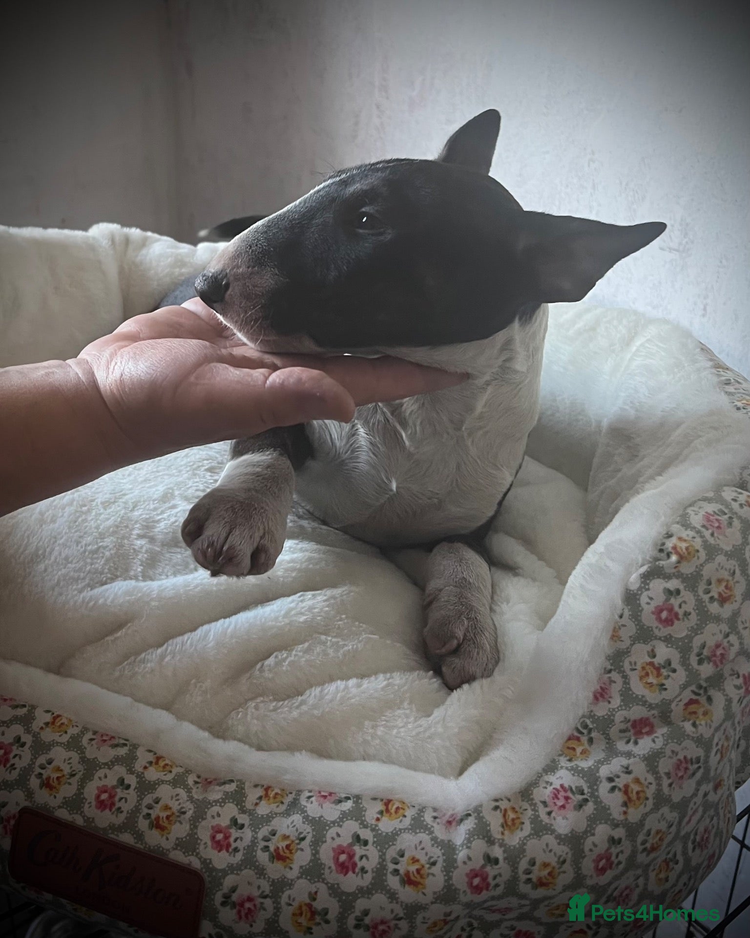 Miniature Bull terrier dogs LAST PUPPY FROM BULL TERRIER LITTER 🐶 - Advert 1