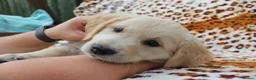 Golden Retriever dogs for sale: READY TO LEAVE Litter of Golden Retriever puppies - Advert 36