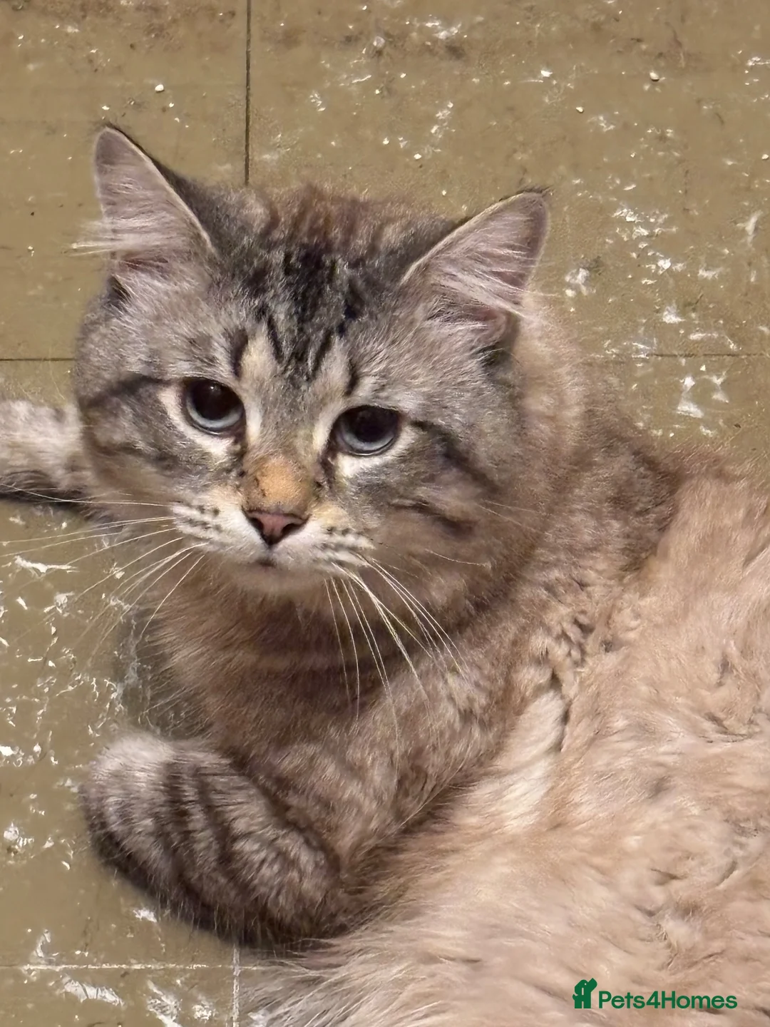 Maine Coon cats for sale: Large Adult Male Cat Half Maine Coon/Mixed Breed in Southend-on-Sea - Advert 2