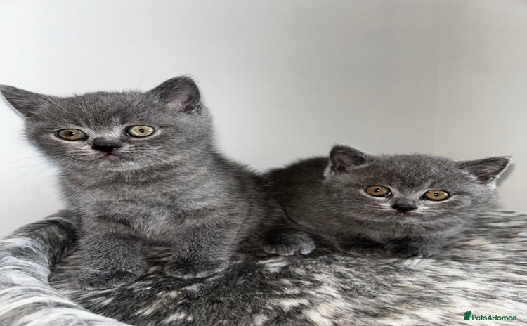 Scottish Fold cats - Advert 8