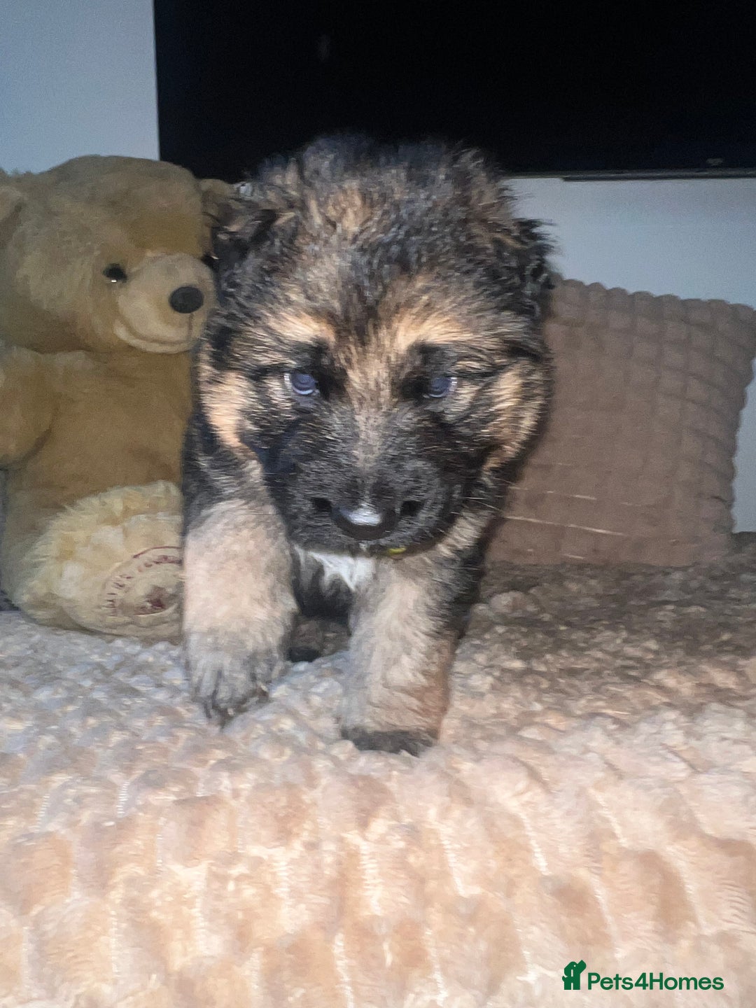 German Shepherd dogs for sale: 🏆quality KC registered long haired GSD pups🏆 - Image 19