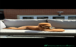 Mixed Breed dogs for sale: Red toy poodle.  - Image 5