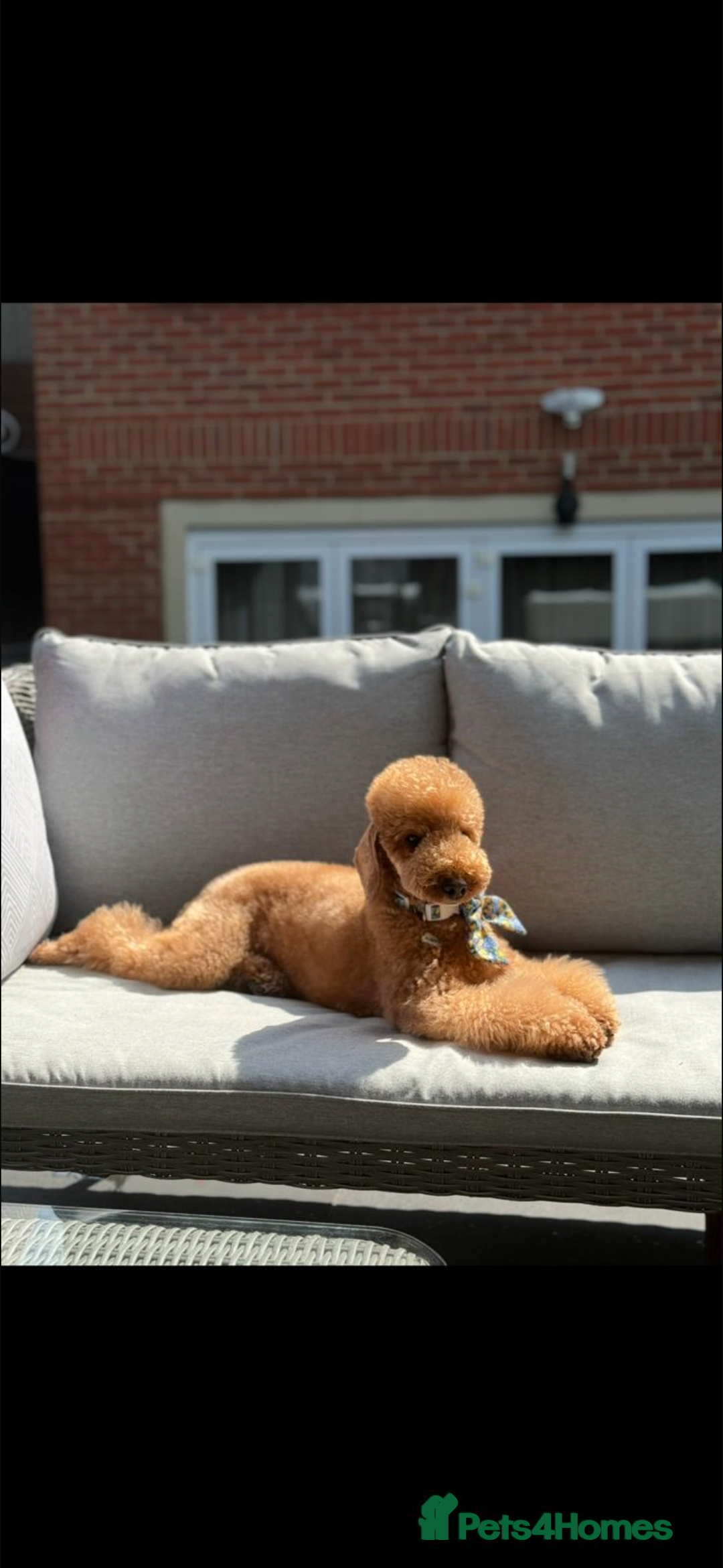 Mixed Breed dogs for sale: Red toy poodle.  - Image 5