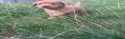 Labrador Retriever dogs for sale: Labrador puppies  in Welwyn Garden City - Advert 6