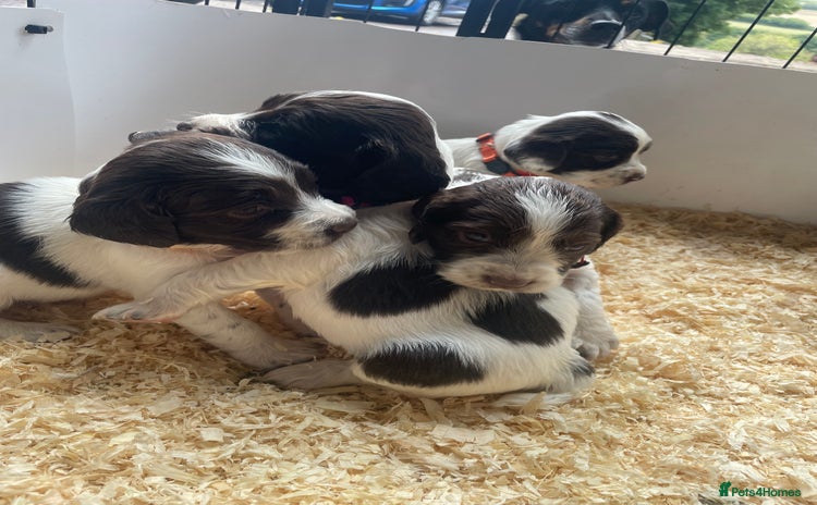 English Springer Spaniel dogs - Advert 13