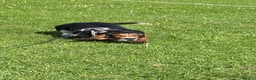 Basset Hound dogs for sale: KC Registered Litter *Due 20th August* - Advert 6