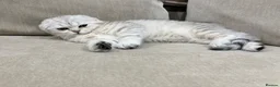 British Shorthair cats for sale: mixed Scottish fold & British short hair  - Advert 3