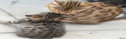 Bengal cats for sale: Two stunning boys left ❤️ - Advert 3