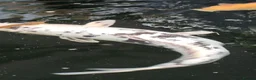 Koi Carp fish for sale: Koi for sale - Advert 4